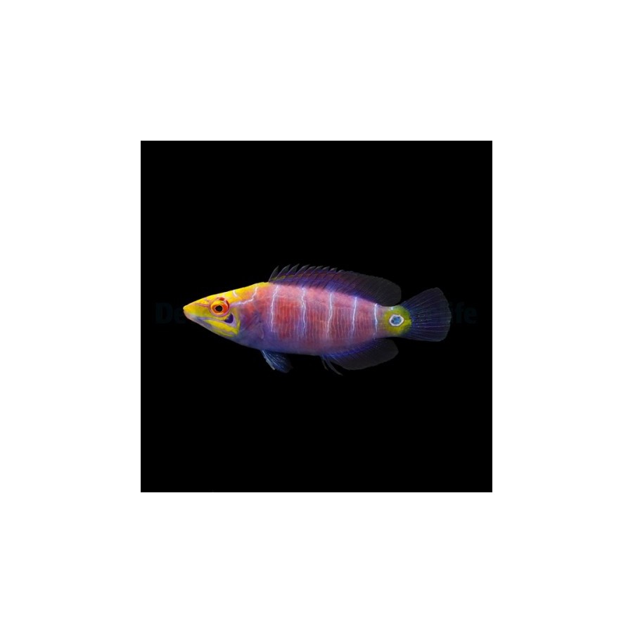 Pseudocheilinus ocellatus - Lilac Pyjama Wrasse