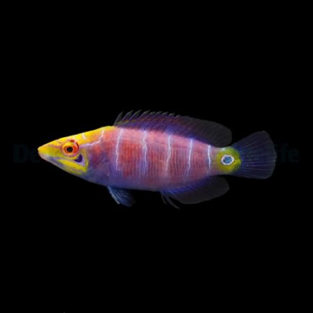 Pseudocheilinus ocellatus - Lilac Pyjama Wrasse