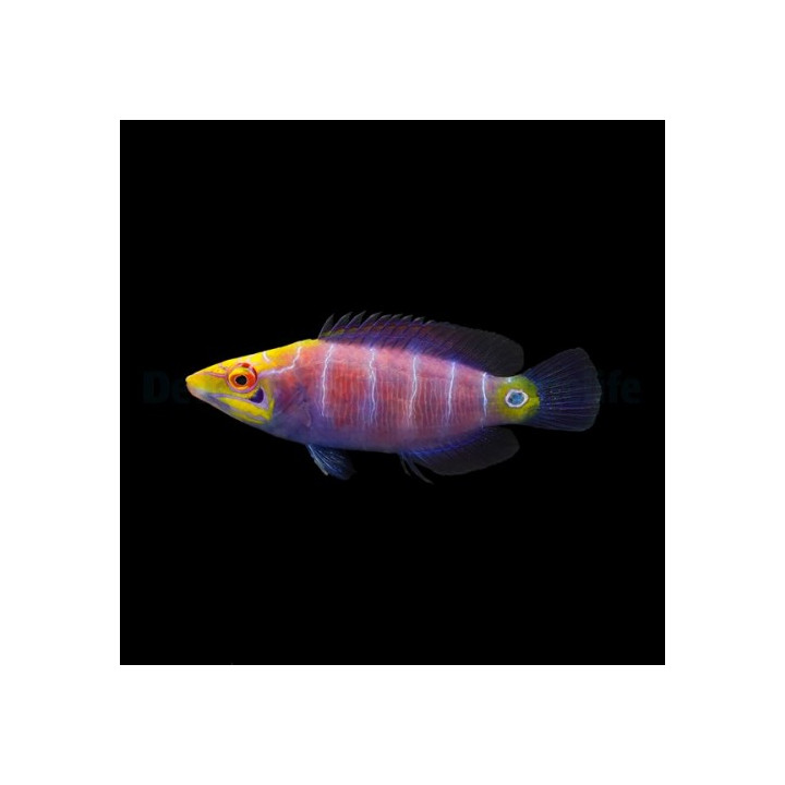 Pseudocheilinus ocellatus - Lilac Pyjama Wrasse