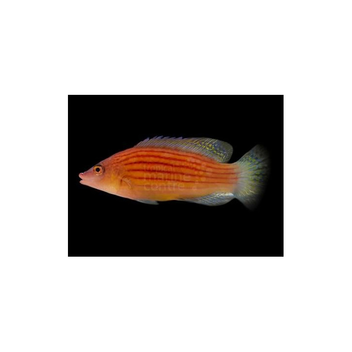 Pseudocheilinus octotaenia -  Purppurajuovahuulikala