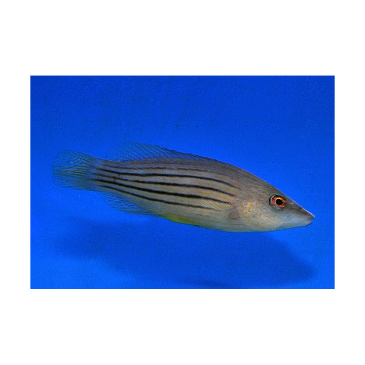 Pseudocheilinus octotaenia -  Purppurajuovahuulikala