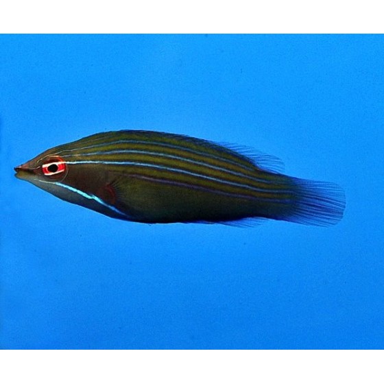 Pseudocheilinus tetrataenia -  Hawaiian Pyjama Wrasse