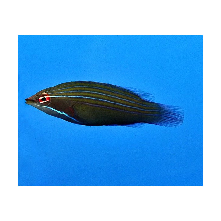 Pseudocheilinus tetrataenia -  Hawaiian Pyjama Wrasse