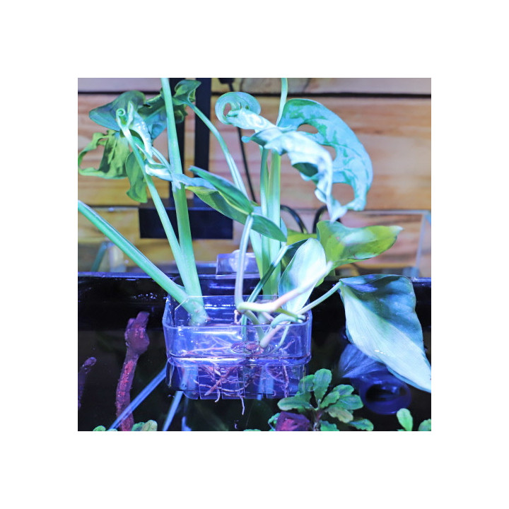 Plant basket , Terraario- ja akvaariotarvike