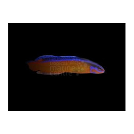 Pseudochromis aldabraensis - Neon Pygmy Basslet - viljelty