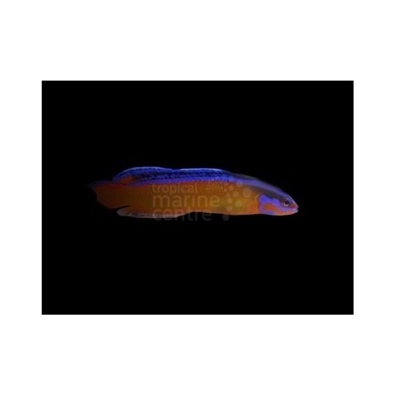 Pseudochromis aldabraensis - Neon Pygmy Basslet - viljelty