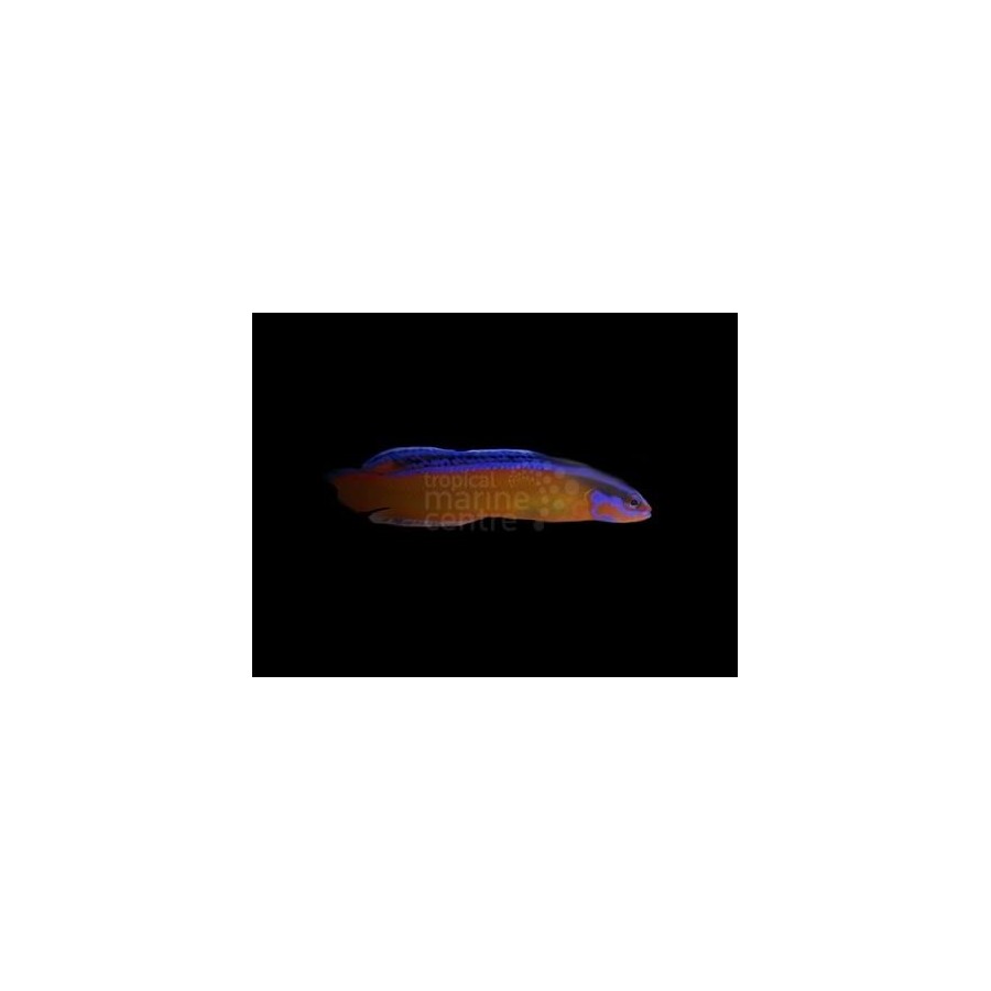 Pseudochromis aldabraensis - Neon Pygmy Basslet - viljelty