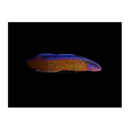 Pseudochromis aldabraensis - Neon Pygmy Basslet - viljelty