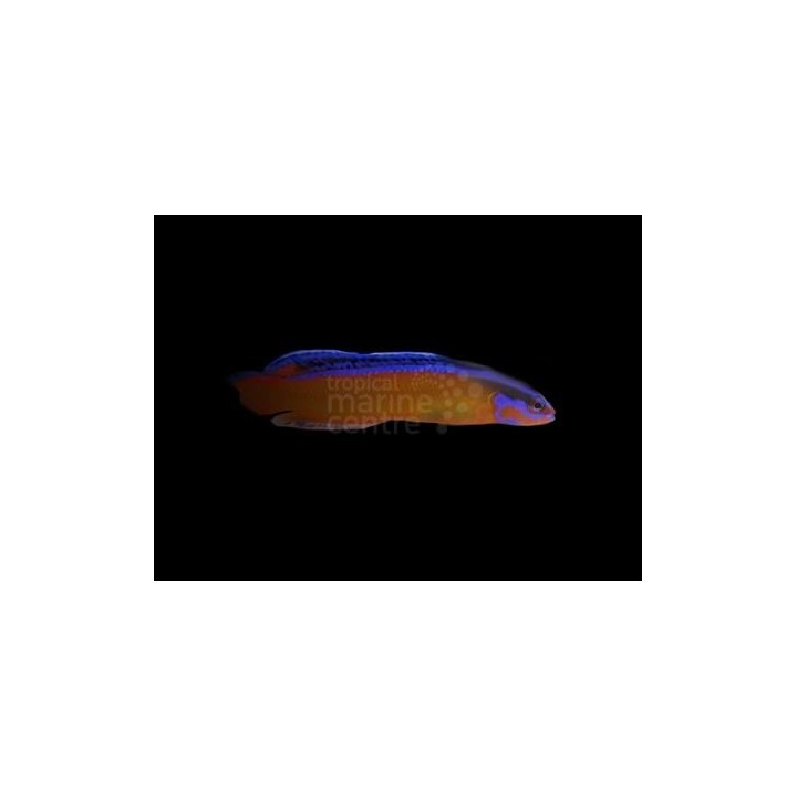 Pseudochromis aldabraensis - Neon Pygmy Basslet - viljelty