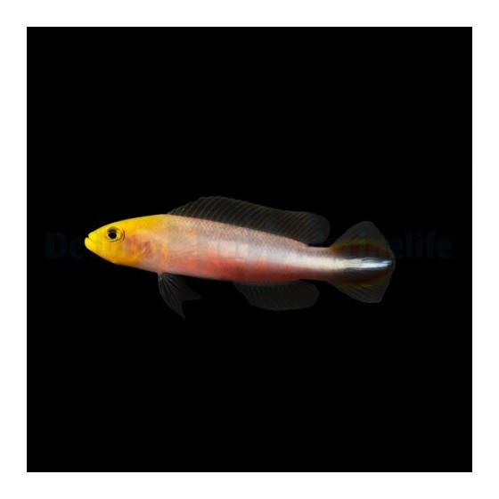 Pseudochromis bitaeniatus - Skunk Pygmy Basslet