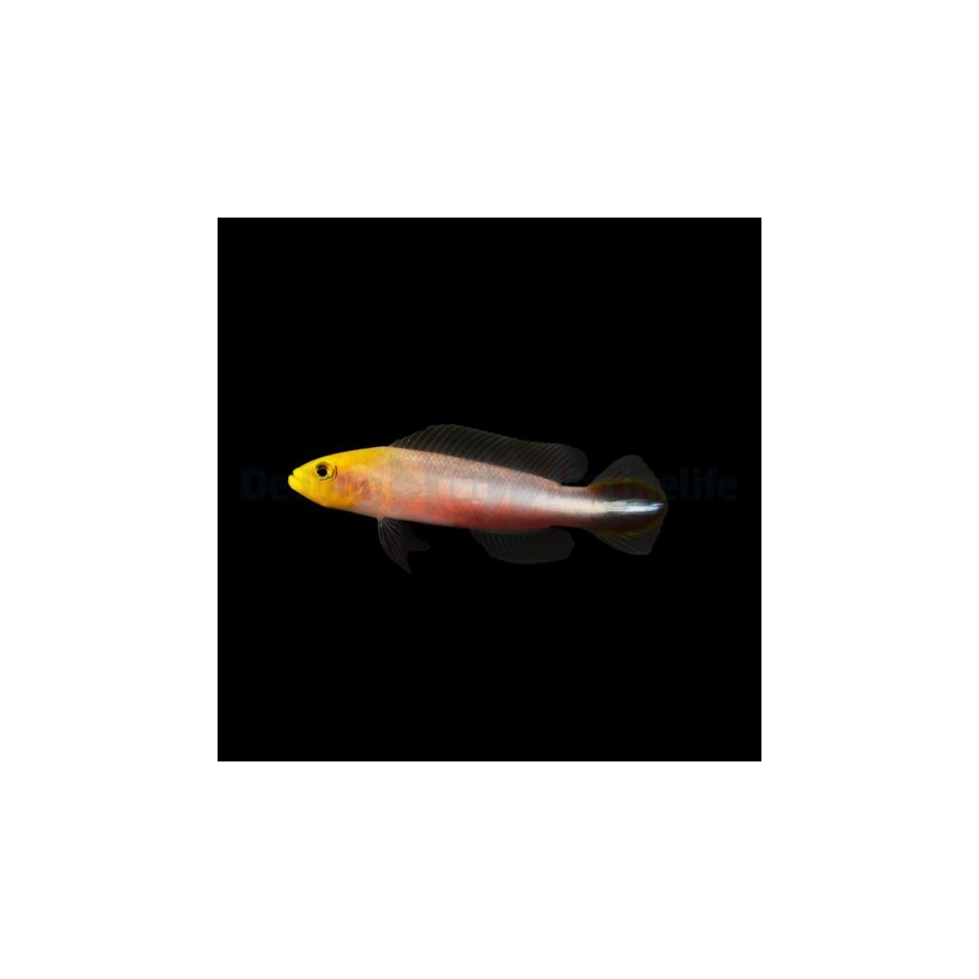 Pseudochromis bitaeniatus - Skunk Pygmy Basslet