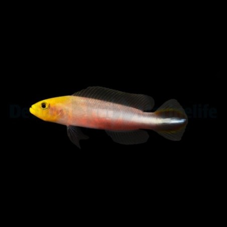 Pseudochromis bitaeniatus - Skunk Pygmy Basslet