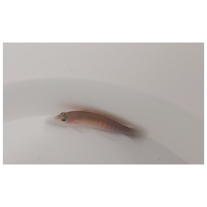Pseudochromis cyanotaenia - Olive Head Pygmy Basslet - koiras