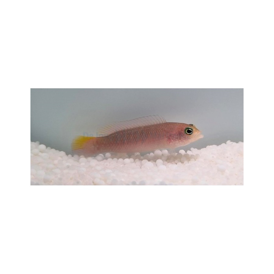 Pseudochromis cyanotaenia - Olive Head Pygmy Basslet - naaras