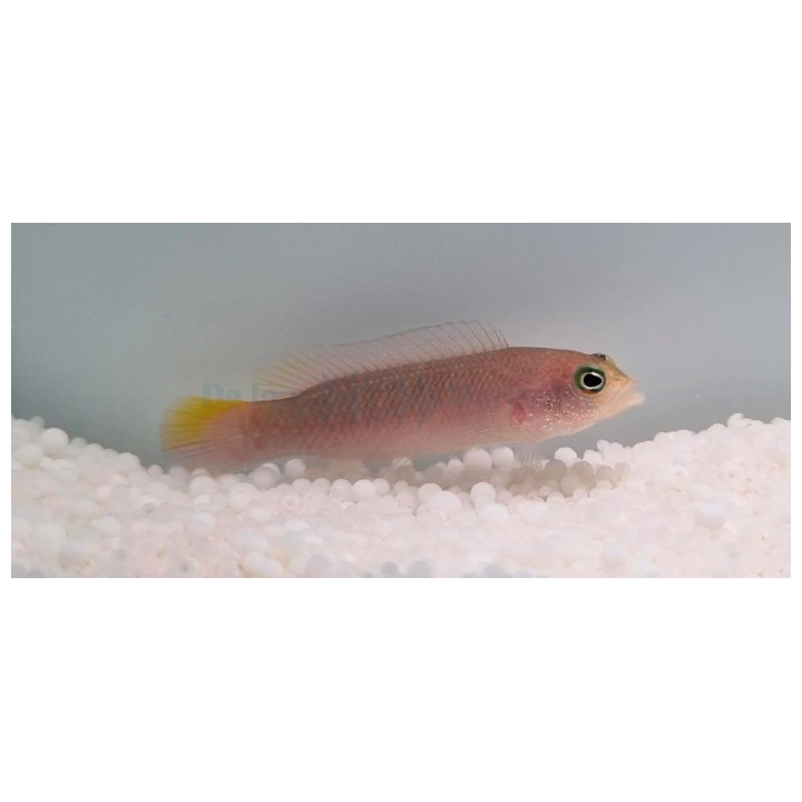Pseudochromis cyanotaenia - Olive Head Pygmy Basslet - naaras