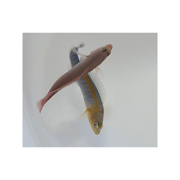 Pseudochromis cyanotaenia - Olive Head Pygmy Basslet - pariskunta