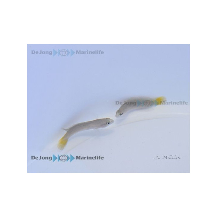 Pseudochromis cyanotaenia - Olive Head Pygmy Basslet - viljelty
