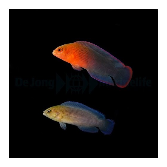 Pseudochromis dilectus - Dilectis Pygmy Basslet