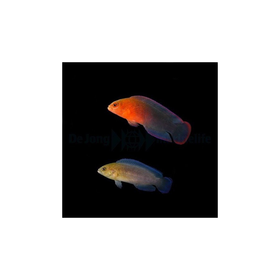 Pseudochromis dilectus - Dilectis Pygmy Basslet