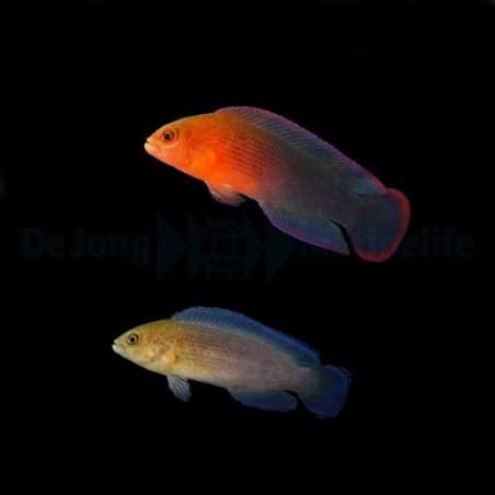 Pseudochromis dilectus - Dilectis Pygmy Basslet