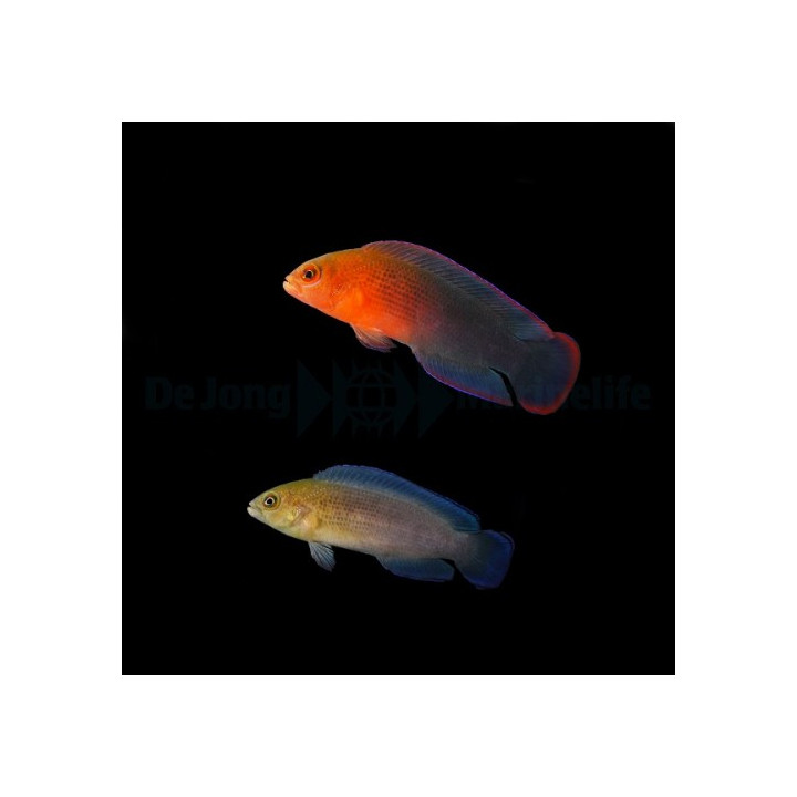 Pseudochromis dilectus - Dilectis Pygmy Basslet