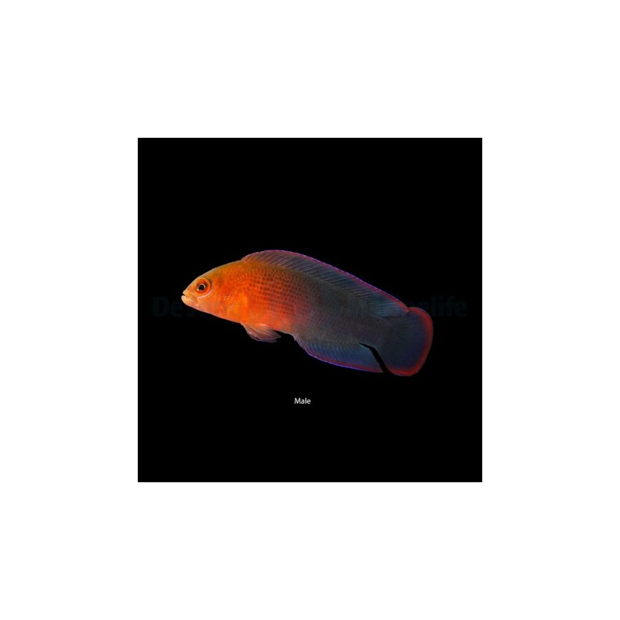 Pseudochromis dilectus - Dilectis Pygmy Basslet