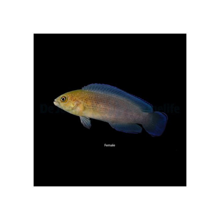 Pseudochromis dilectus - Dilectis Pygmy Basslet