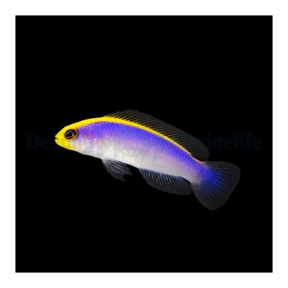 Pseudochromis flavivertex - Sunrise Pygmy Basslet