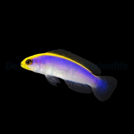 Pseudochromis flavivertex - Sunrise Pygmy Basslet