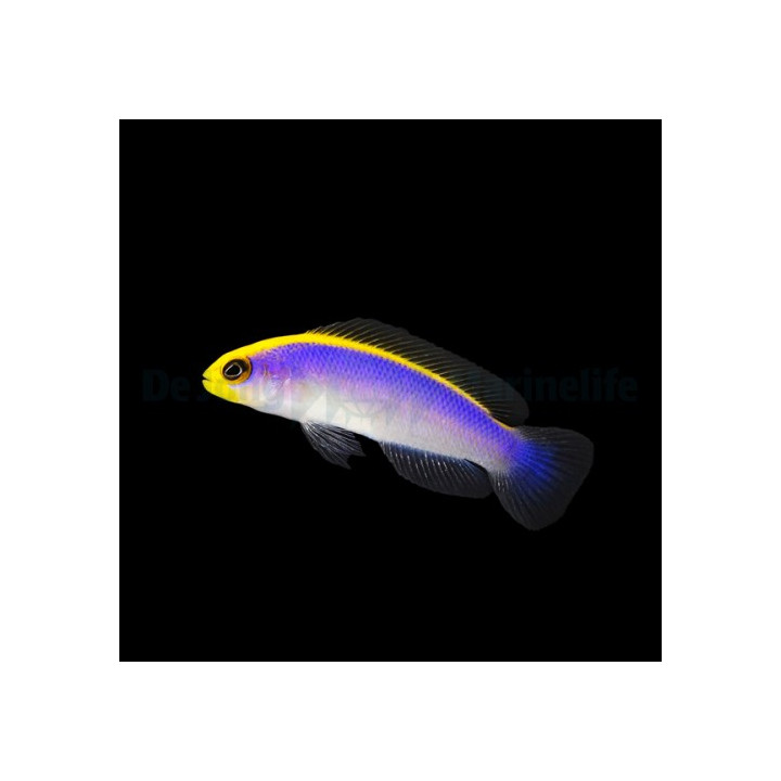 Pseudochromis flavivertex - Sunrise Pygmy Basslet -