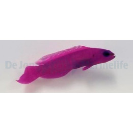 Pseudochromis fridmani - lilakeijuahven