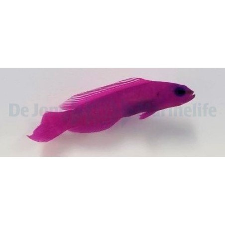 Pseudochromis fridmani - lilakeijuahven