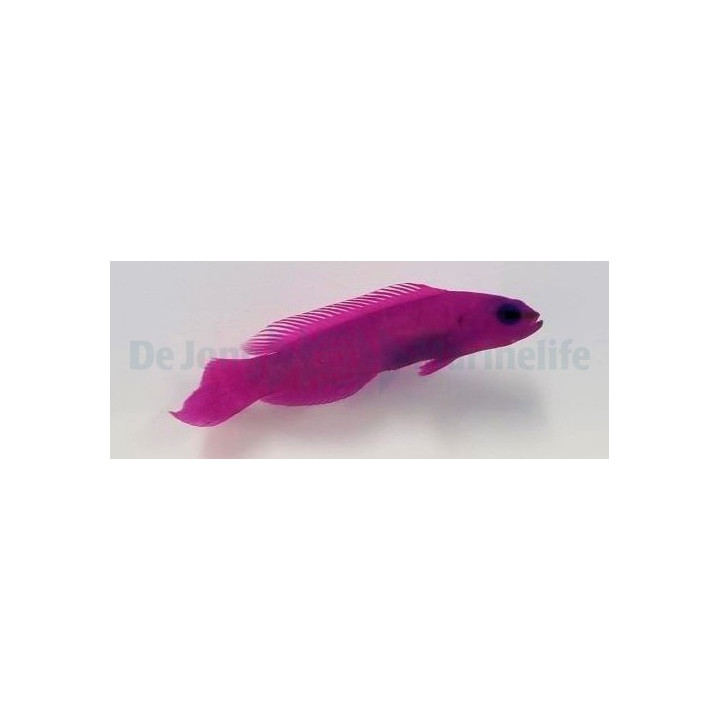 Pseudochromis fridmani - lilakeijuahven