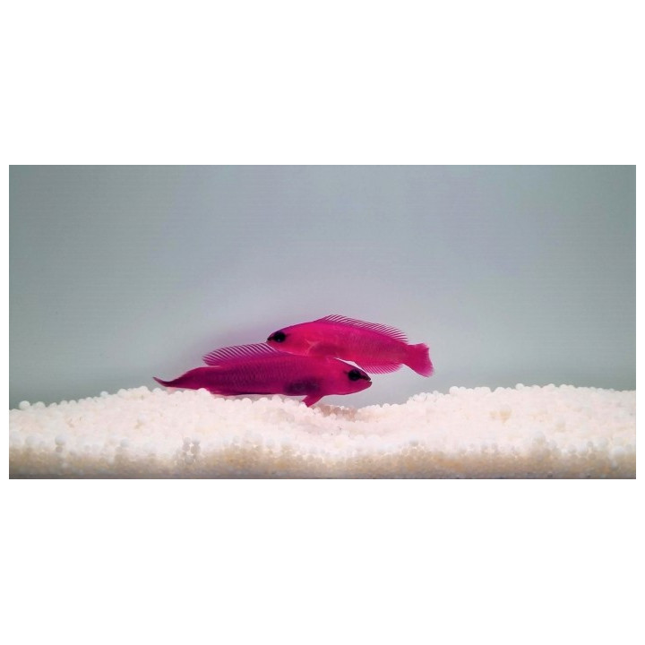 Pseudochromis fridmani - lilakeijuahven - pariskunta
