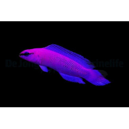 Pseudochromis fridmani - lilakeijuahven - viljelty