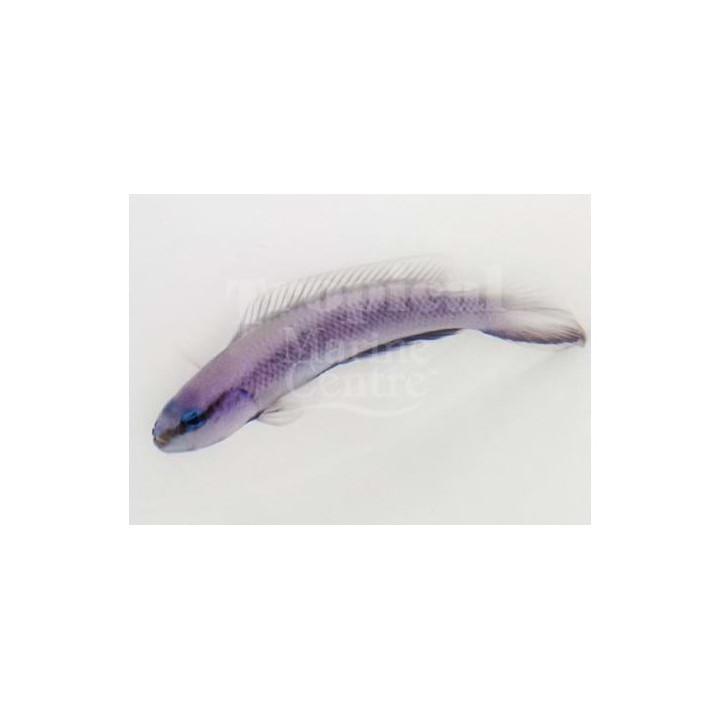 Pseudochromis fridmani x springeri - Indigo Pygmy Basslet - viljelty