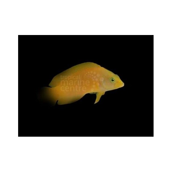 Pseudochromis fuscus - Banana Pygmy Basslet