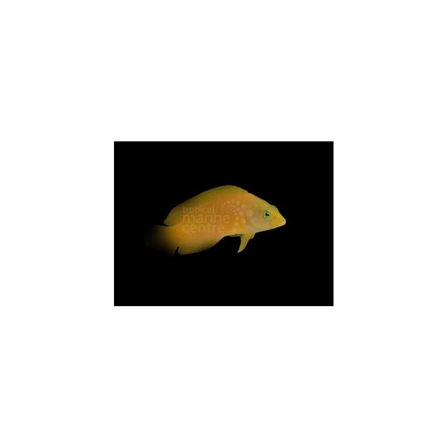 Pseudochromis fuscus - Banana Pygmy Basslet