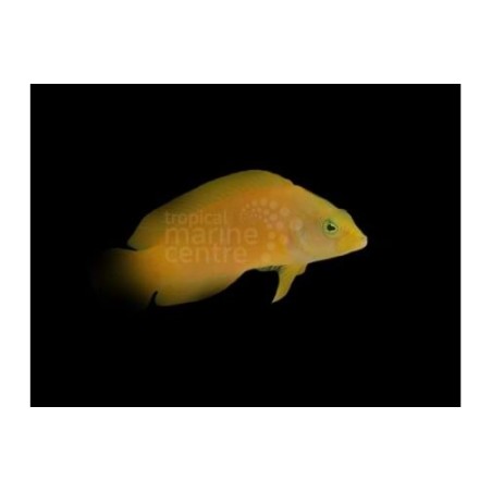 Pseudochromis fuscus - Banana Pygmy Basslet