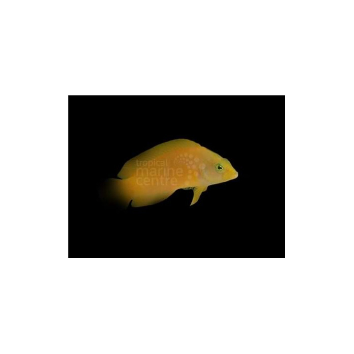 Pseudochromis fuscus - Banana Pygmy Basslet
