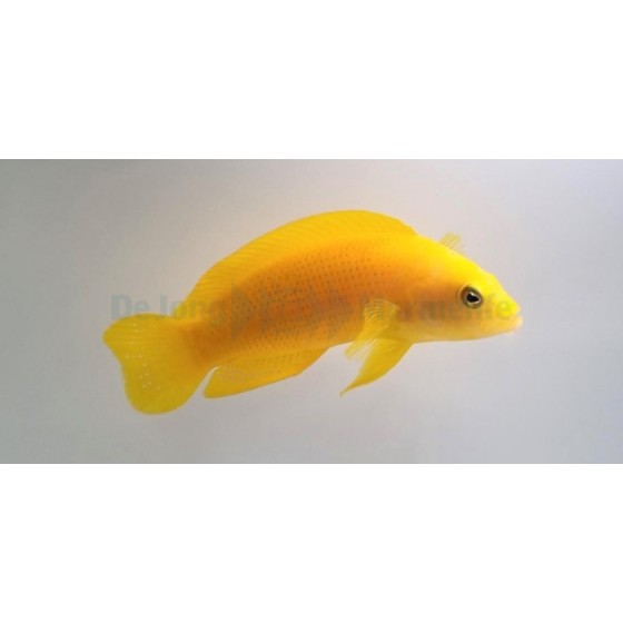 Pseudochromis fuscus - Banana Pygmy Basslet