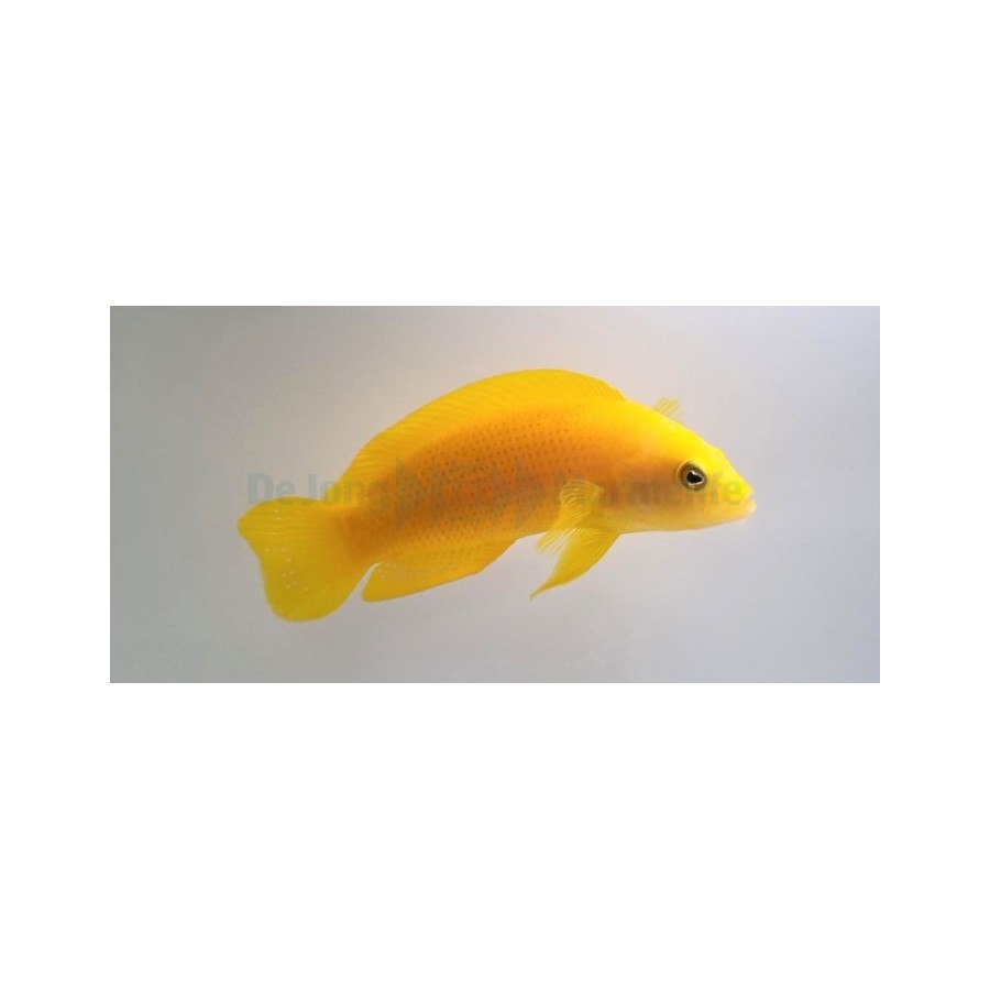 Pseudochromis fuscus - Banana Pygmy Basslet