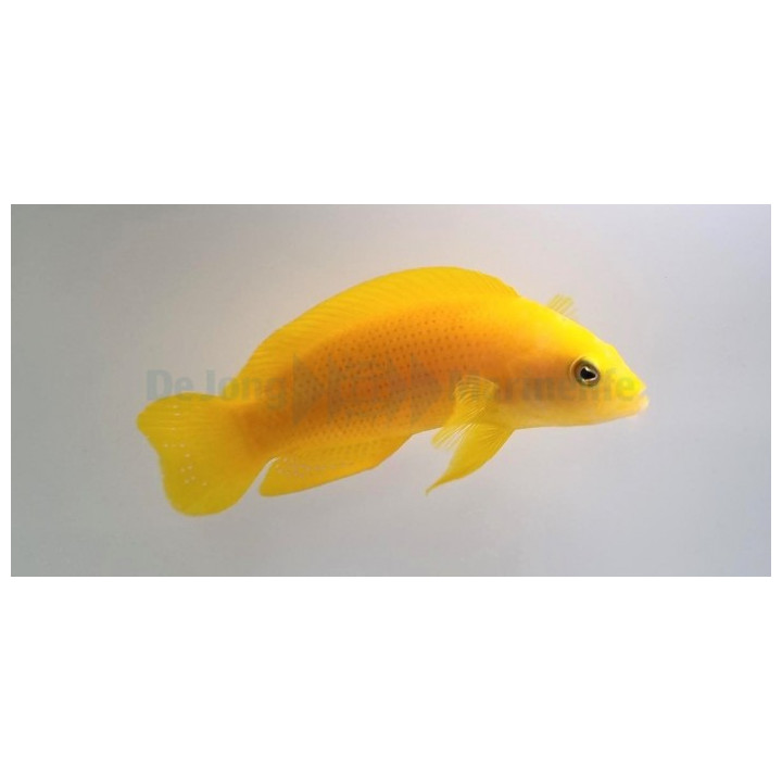 Pseudochromis fuscus - Banana Pygmy Basslet