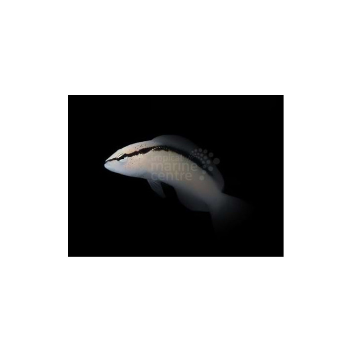 Pseudochromis perspicillatus - Blackstripe Dottyback