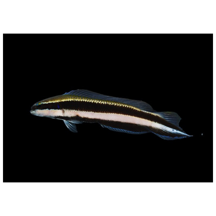 Pseudochromis sankeyi - Minstrel Pygmy Basslet - viljelty
