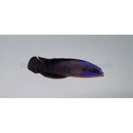 Pseudochromis springeri - Blue Streak Pygmy Basslet