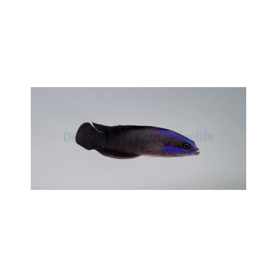 Pseudochromis springeri - Blue Streak Pygmy Basslet