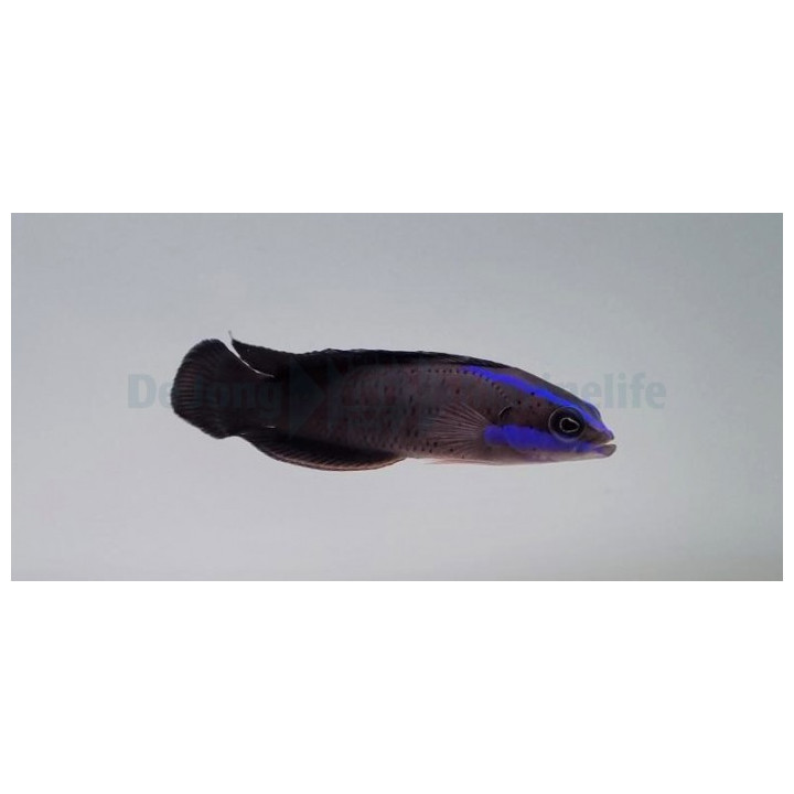 Pseudochromis springeri - Blue Streak Pygmy Basslet