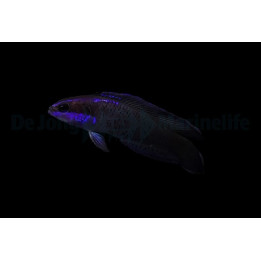 Pseudochromis springeri - Blue Streak Pygmy Basslet - viljelty