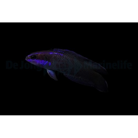 Pseudochromis springeri - Blue Streak Pygmy Basslet - viljelty